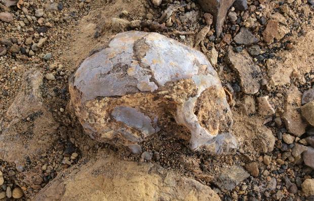 4-alesi-partially-excavated.jpg