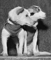 Moscow region. USSR. Soviet space dogs Strelka and Belka after a successful space flight. Photo TASS / Nikolai Sitnikov; Sergei Preobrazhensky . - . / /