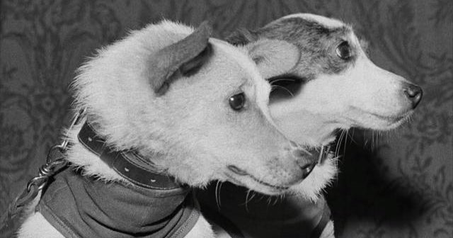 Almanac: Soviet space dogs
