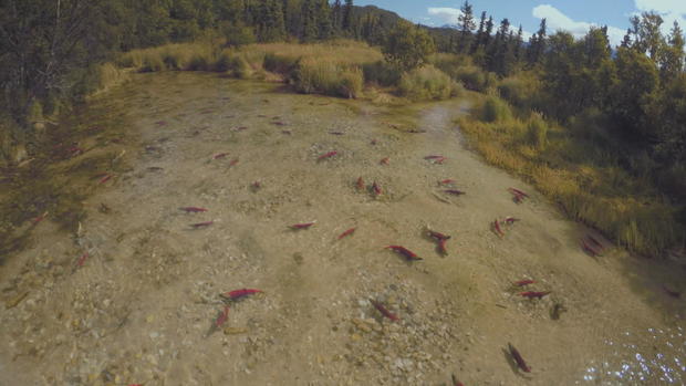 salmon.jpg