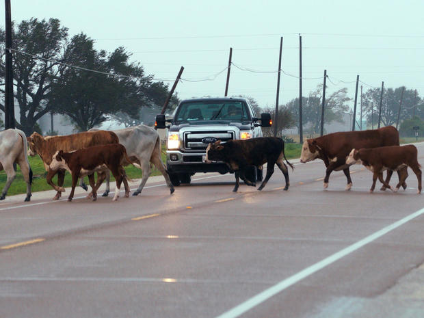 A herd of cows which escaped from fencing damaged by Hurricane Harvey block a highway near Port Lavaca 