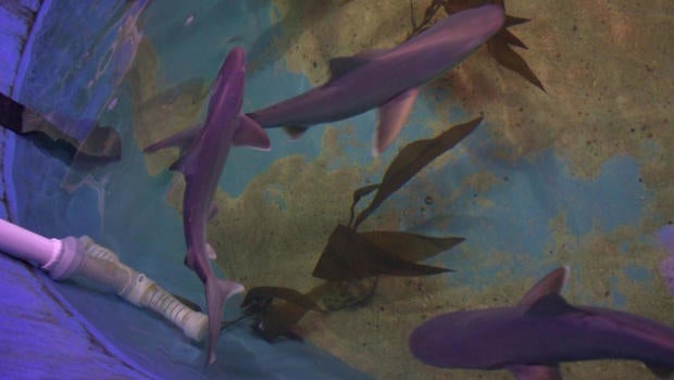 sharks2.jpg