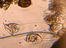 bacteria-lesley-robertson-delft-university-of-technology-promo.jpg