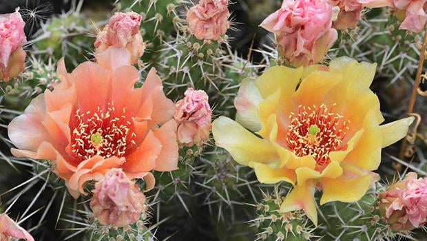prickly-pear-cactus-verne-lehmberg-620.jpg