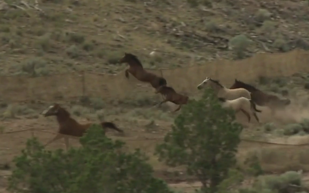 horse-smash.png