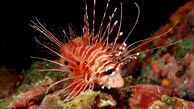 15 creatures that could disappear with the Great Barrier Reef 
