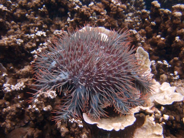 A Crown-of-thorns starfish is seen on the coral bed off Malaysia's Tioman Island in the South China Sea