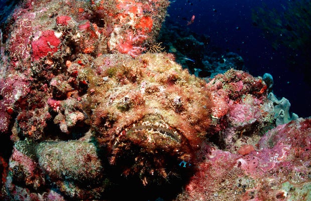 Reef stonefish (Synanc...