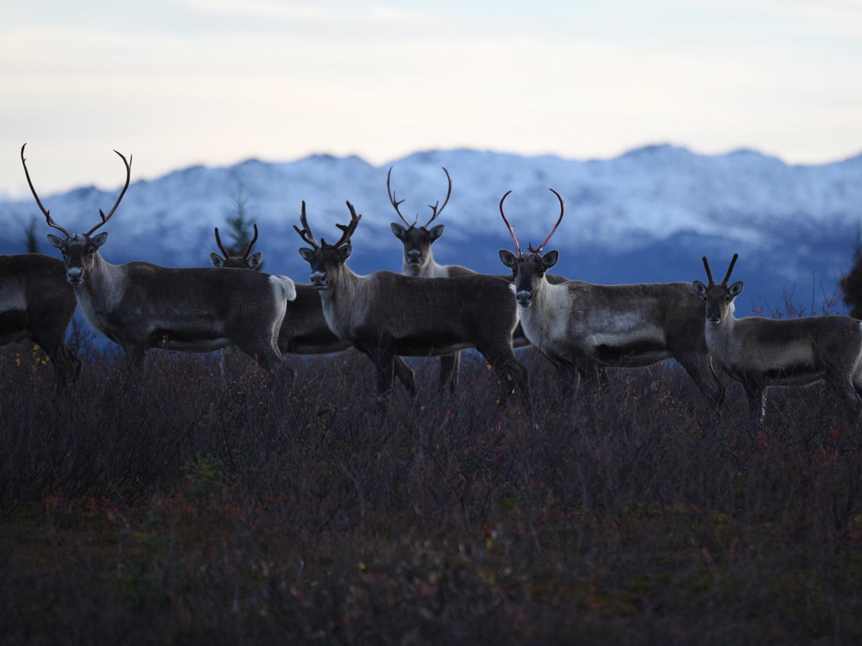 On The Trail Caribou hunting in Alaska CBS News