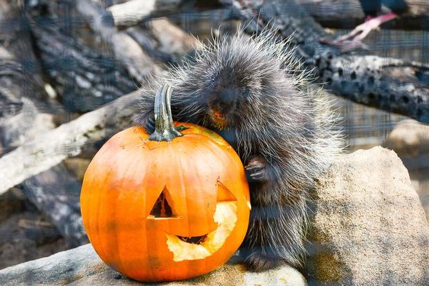 Halloween Zoo-Tacular-OC Parks- VERIFIED ASHLEY 