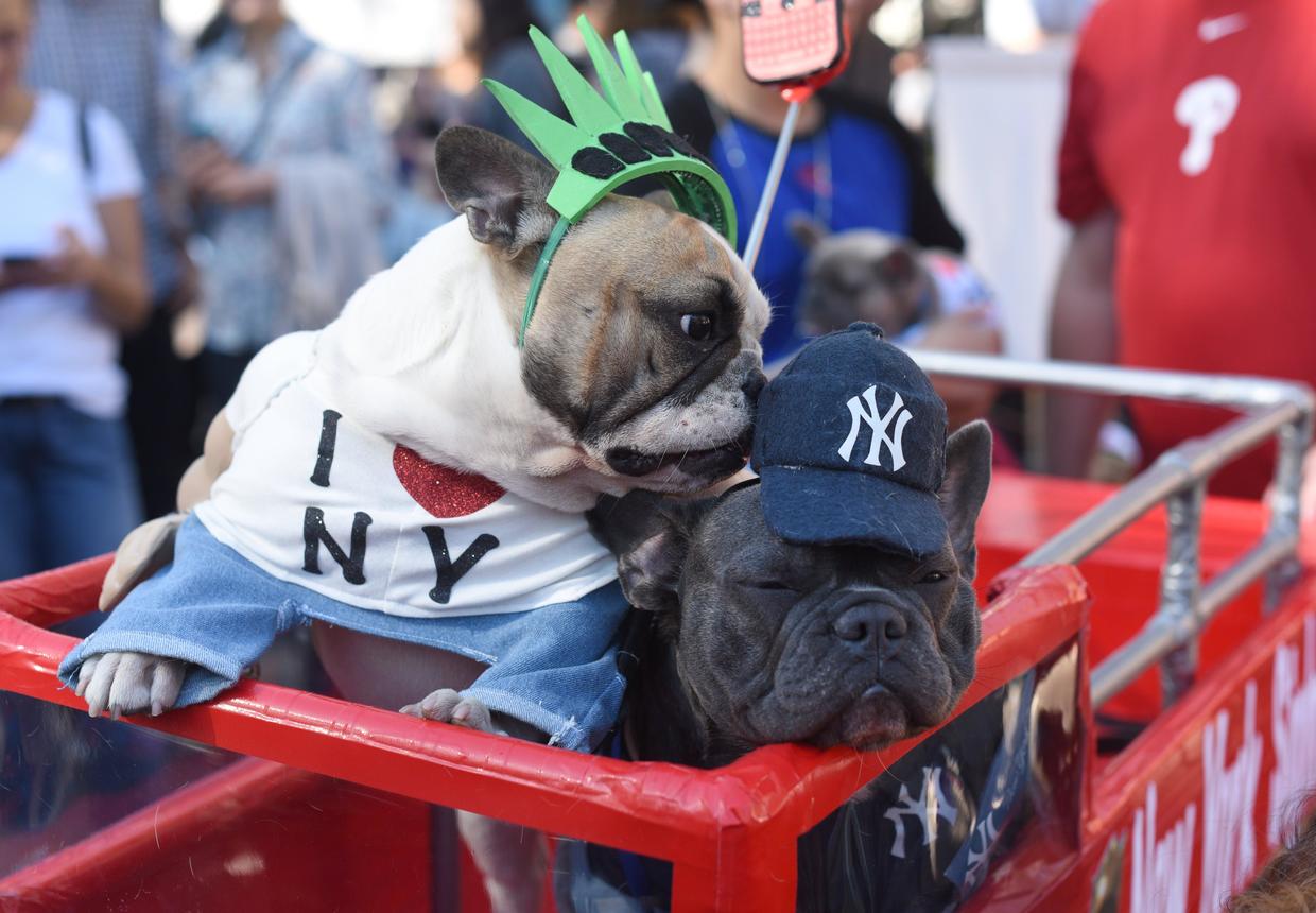 Statue of Liberty Dog costume Halloween parade in New York City CBS