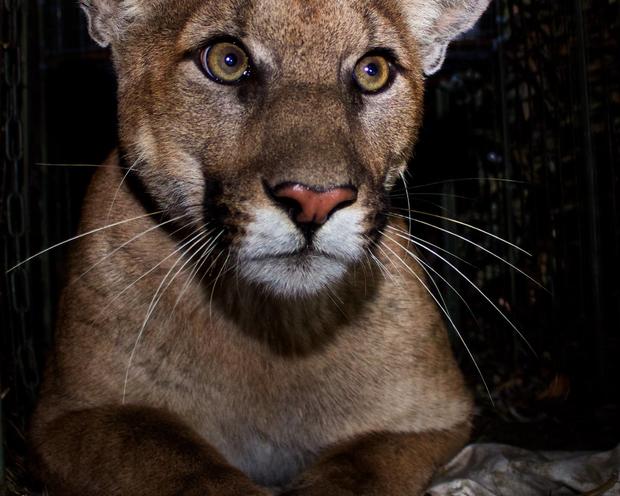 New Puma Discovered In Santa Monica Mountains; Older Mountain Lion Found Dead 