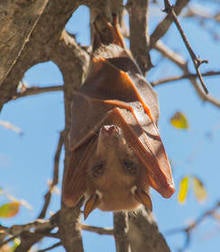 epauletted-fruit-bat-verne-lehmberg-244.jpg