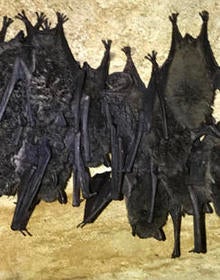 gray-bat-small-group-img-5817-244.jpg