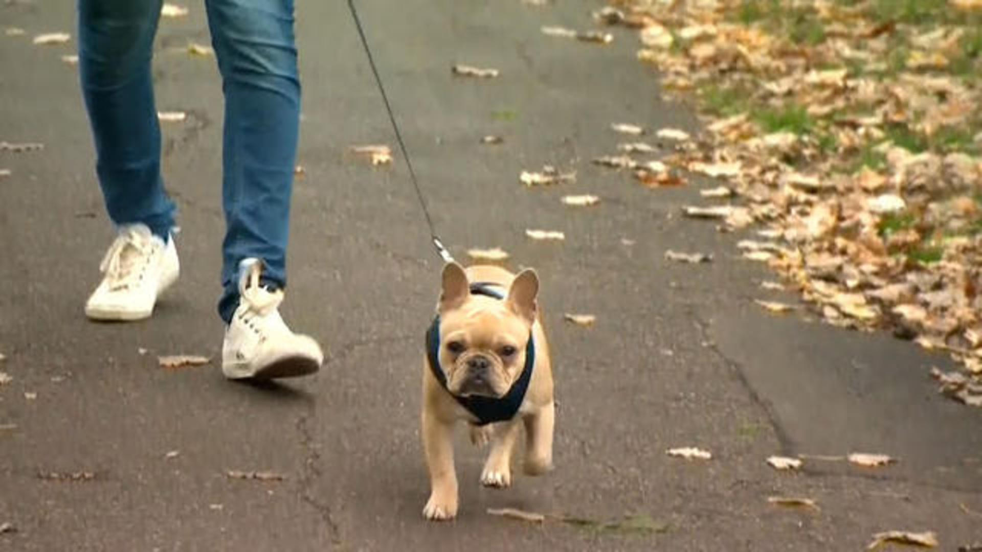 French Bulldogs Are Being Abandoned Due To High Medical Costs Cbs News