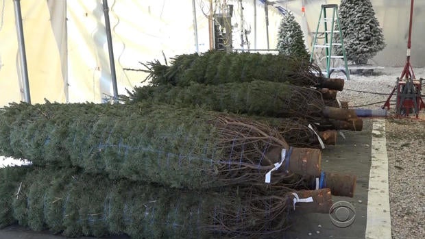 oliver-christmas-trees-2-2017-12-2.jpg