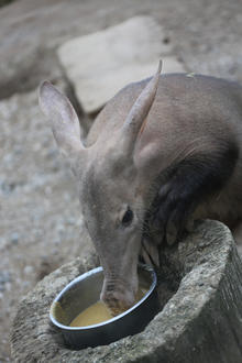 Misha the aardvark is seen in this undated photograph received via the Zoological Society of London, in London 