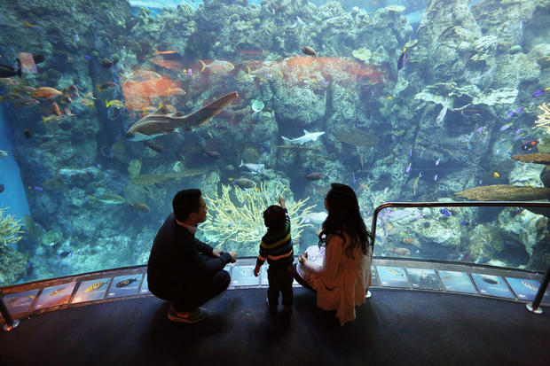 Discounted Late Nights-Soupy Bouasaysy:Aquarium of the Pacific- VERIFIED ASHLEY 