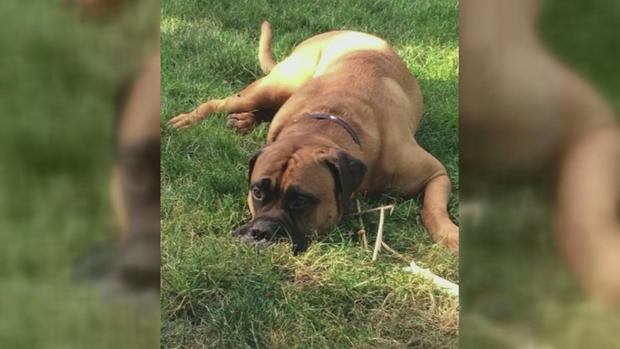 Rockland County Missing Dog 