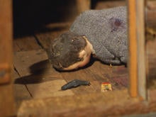 nutshell-studies-of-unexplained-death-body-on-floor-promo.jpg