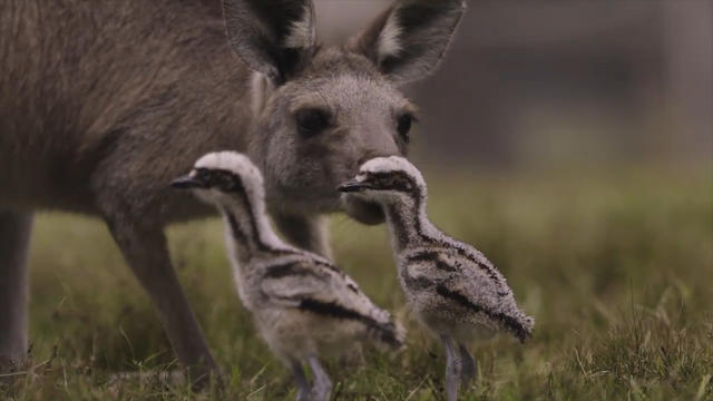 chicks-vs-kangaroos-thumb.jpg 