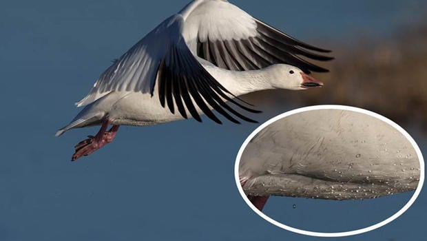 snow-goose-waterproof-feathers-verne-lehmberg-620.jpg