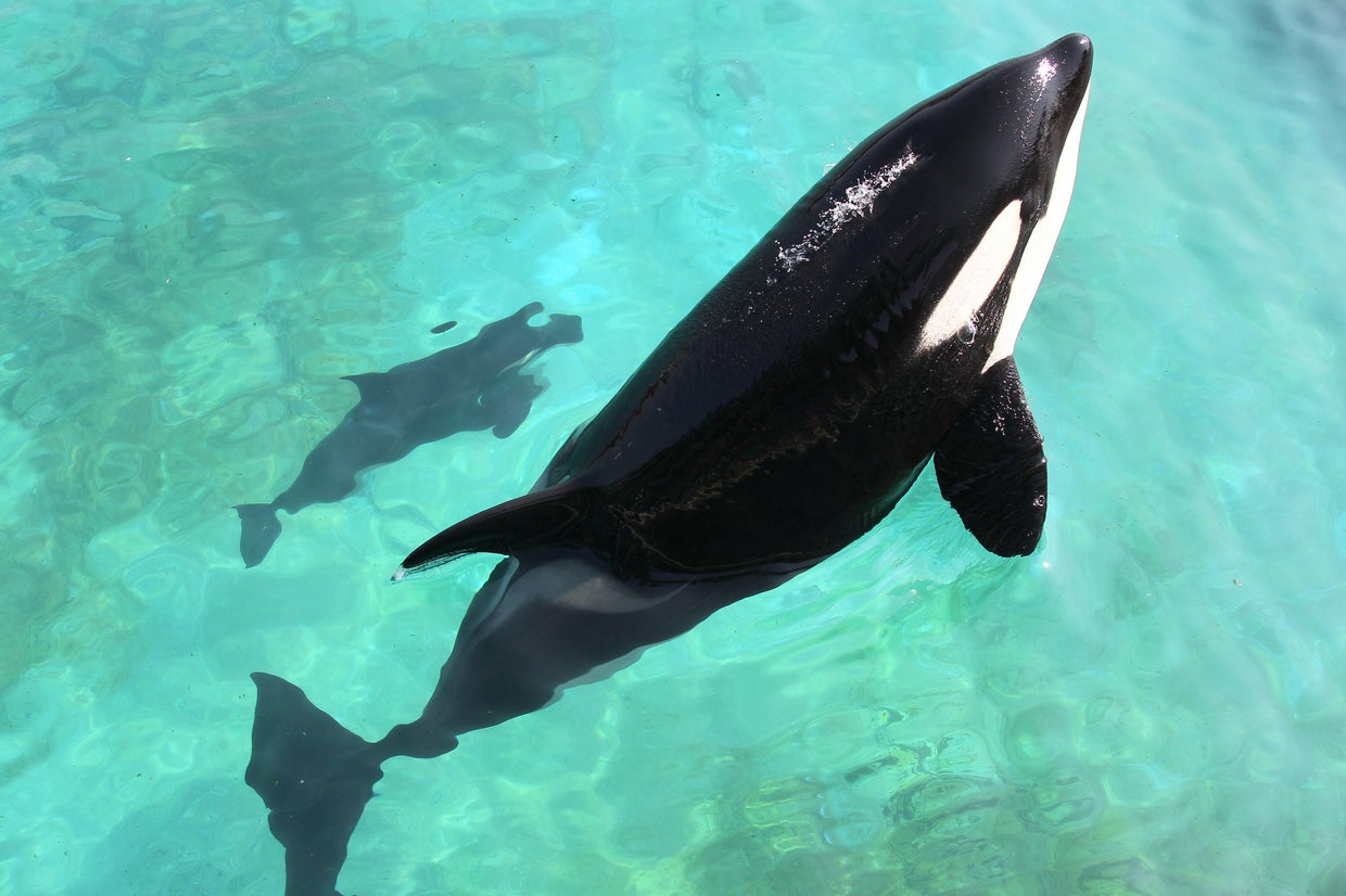 Meet Wikie, the killer whale who learned to "talk" through its nose
