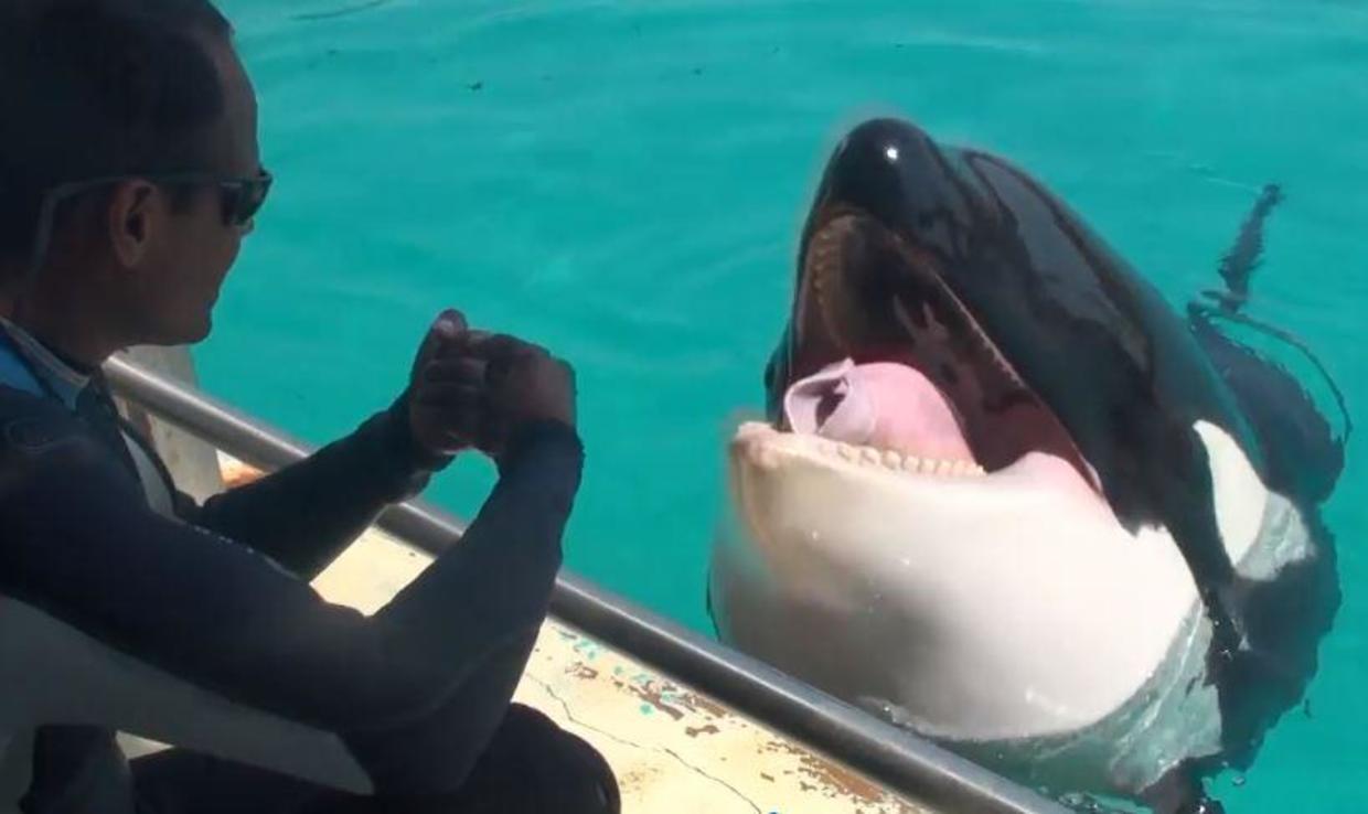 Killer whale Wikie is first orca to mimic human words as researchers