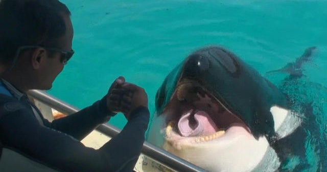 Killer whale Wikie talks to researchers