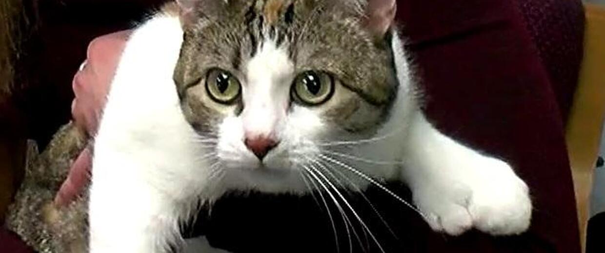 Minnesota feline ties Guinness World Record for most toes on cat CBS News