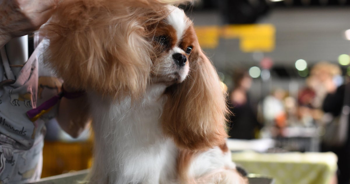 westminster dog 2018