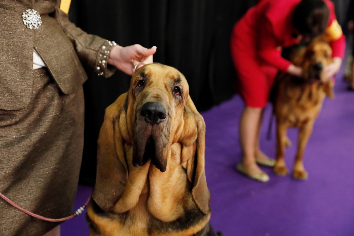 Westminster Kennel Club Dog Show 2018 CBS News