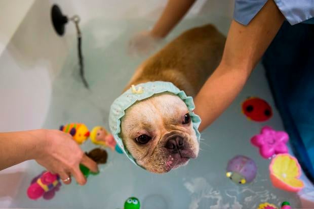 lifestyle-HONG KONG-LIFESTYLE-DOGS