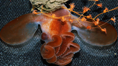 Baby Kraken! Internet Goes Gaga Over Tiny, Deep-Sea Dumbo Octopus Hatchling