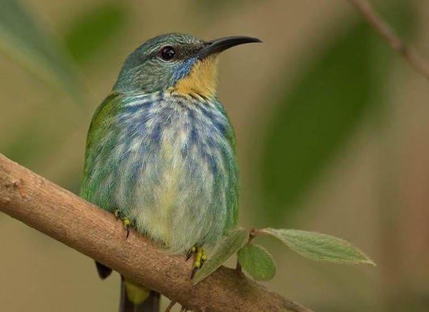 shining-honeycreeper-lynn-hunter-hackett.jpg