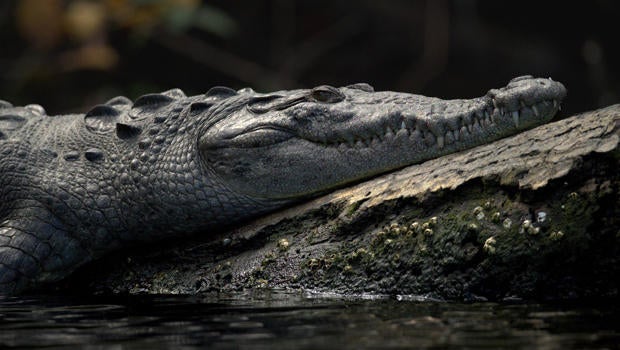 crocodile-lynn-hunter-hackett-620.jpg