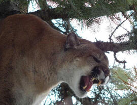 cougars-big-teeth-1520561648231-jpg-13520043-ver1-0.jpg