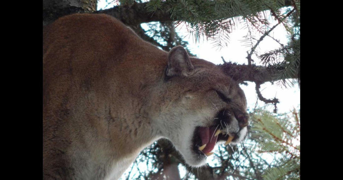 "Monster" 197-pound cougar captured by Washington state ...