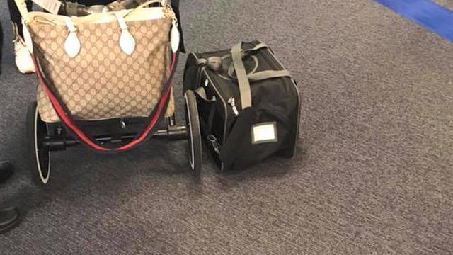 dogs on united flights