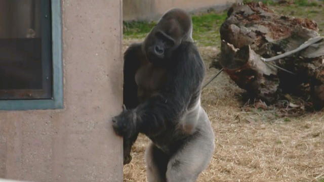 dahler-upright-gorilla-frame-2051.jpg 