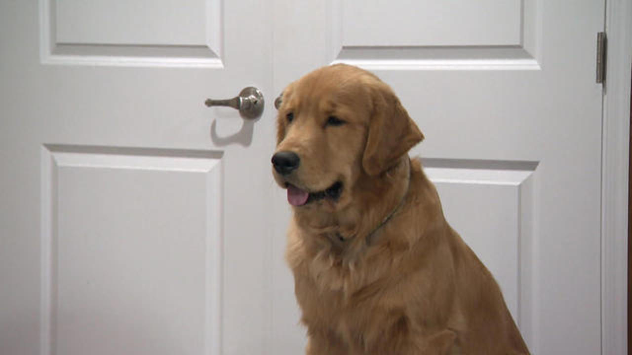 Why Do So Many Golden Retrievers Get Cancer Massive Study Hopes To Find Out Cbs News
