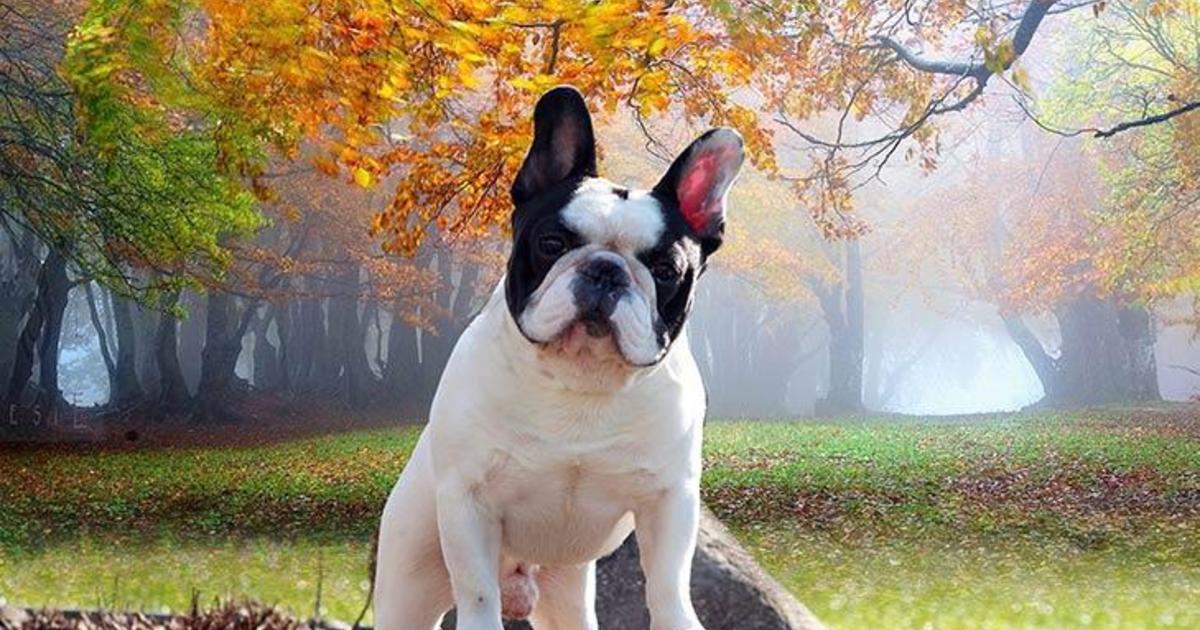 1200px x 630px - Top 10 dog breeds - Most popular dog breeds in the U.S. ...