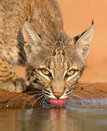 santa-clara-bobcat-drinking-looking-at-camera-244.jpg