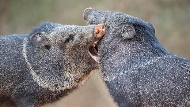 santa-clara-collared-peccaries-or-javelina-620.jpg
