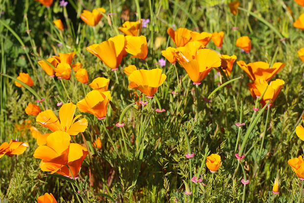 Wildflower Takeover 1-Irvine Ranch Conservancy 