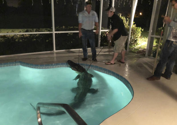 Alligator in Pool 