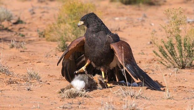 harris-hawk-on-rabbit-verne-lehmberg-620.jpg