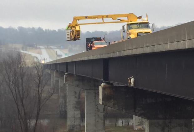 Goats stuck on the beam of a Pennsylvania bridge