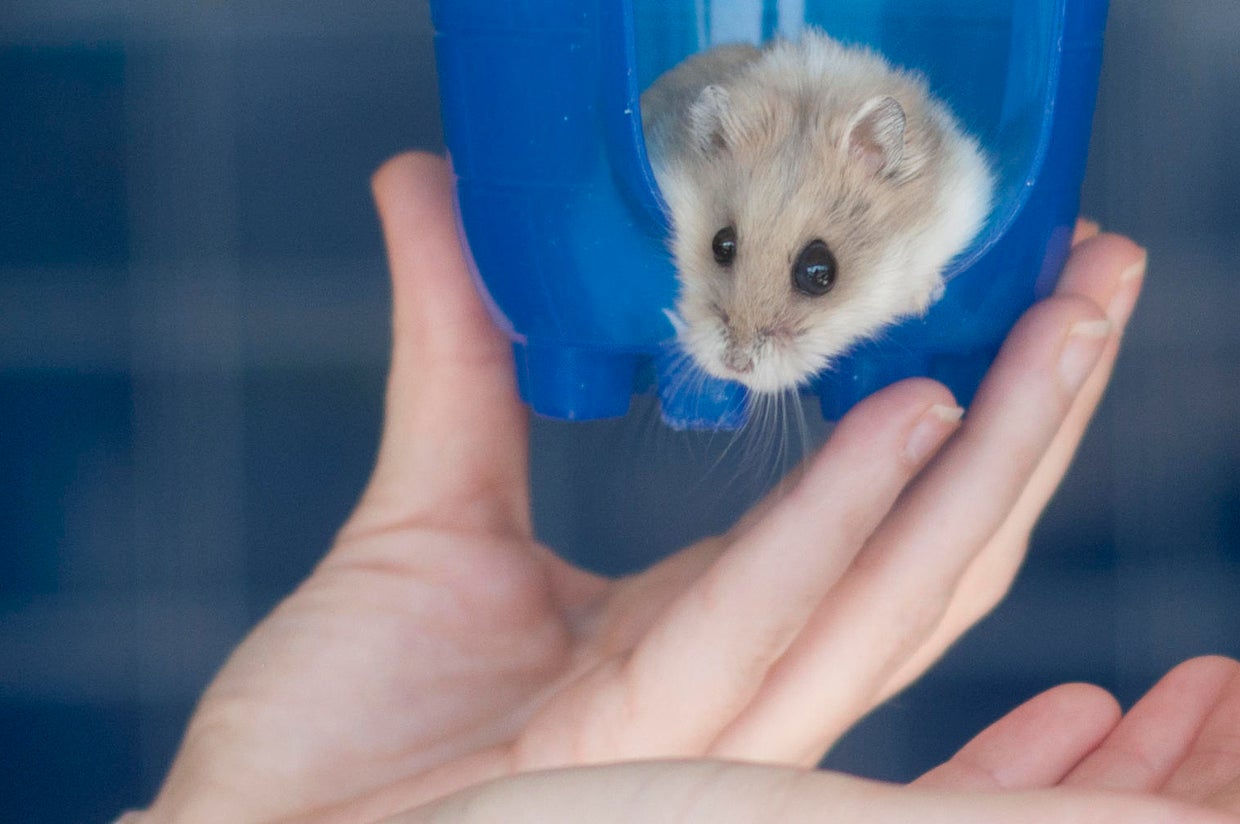 PetSmart faces another dog death CBS News