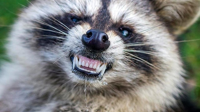 Carcasses Of Ohio S Zombie Like Raccoons Being Collected And